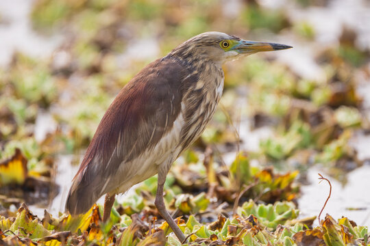 An Indian Pond Heron (Ardeola grayii) standing patiently in a wetland, waiting to catch fish. Renowned for its excellent camouflage and stealthy hunting technique, this wading bird remains motionless 
