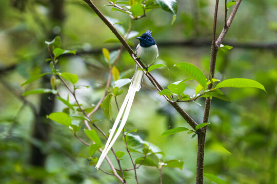 An Indian Paradise-flycatcher (Terpsiphone paradisi) perched gracefully in its natural forest habitat. Renowned for its elegant appearance, long flowing tail, and agile aerial hunting skills