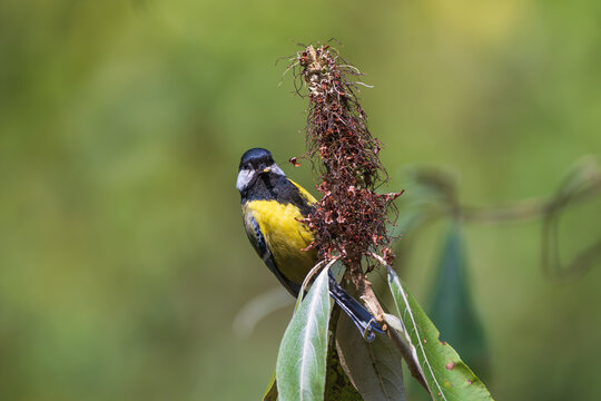 A Green-backed Tit (Parus monticolus) feeding on flower nectar in its natural forest habitat. Although primarily an insect-eating songbird, this colorful tit also visits flowering plants to sip nectar