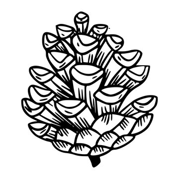 hand drawn wild evergreen cedar pinecone drawing for winter concept