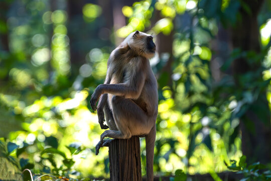 A Terai Gray Langur (Semnopithecus hector) resting peacefully in its natural forest habitat in the lowland Terai region of Nepal. This Old World monkey is known for its long tail, silver-gray coat