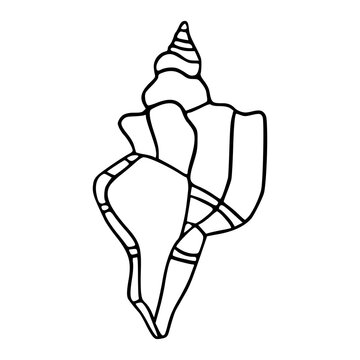 simple line art doodle of a spiral triton seashell illustration for summer concept