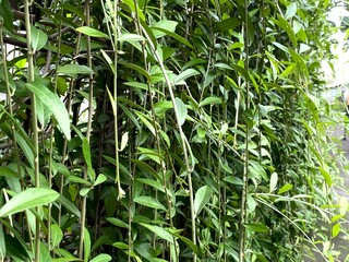 Fototapeta premium Lush Green Lee Kwan Yew Plant Wall With Cascading Leaves Creating Natural Privacy Screen
