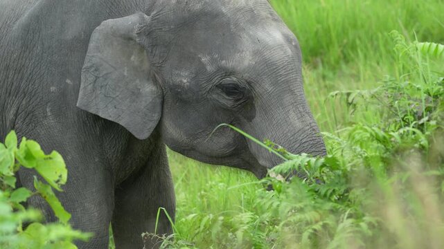 A wild elephant grazing in a sanctuary 