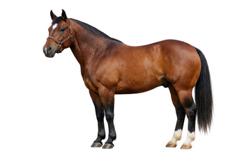Naklejka premium Brown bay horse standing in profile, equine animal portrait, glossy coat and black mane for farm and ranch themes isolated PNG with Transparent Background
