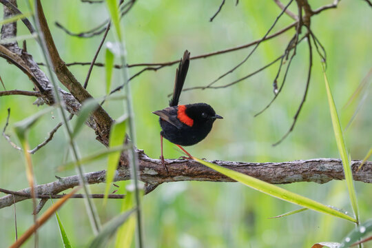 Red backed fairywren bird perched on a forest branch