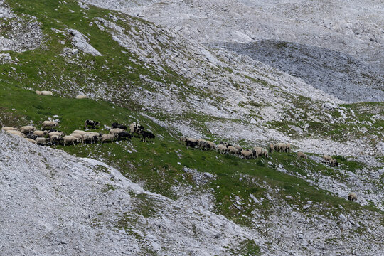 herd of local sheeps grazing on the last green in the high alpine mountains, found at Zugspitzplatt in the Bavarian Alps in Germany