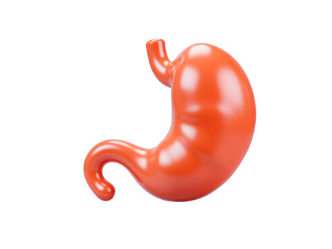 Human stomach 3d render medical anatomy illustration, isolated on transparent background