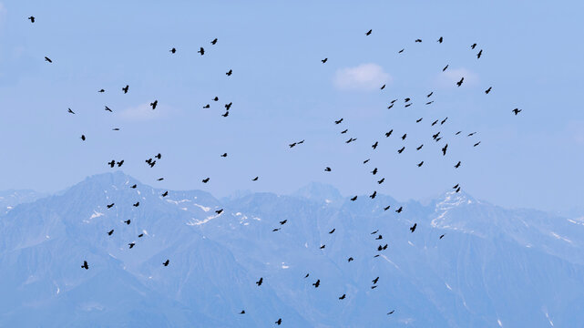 Flock of circeling Yellow-billed Chough (Pyrrhocorax graculus) in the blue sky with the Wetterstein Mountains in the background, found above the Karwendel Mountains in Bavarian Alps in Germany