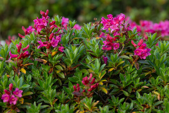 Magenta blooming hairy alpenrose (Rhododendron hirsutum), found at Zugspitzplatt in the Bavarian Alps in Germany