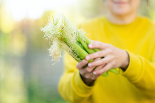 A girl holds young corn cobs gently in closeup in a natural outdoor setting. The tender, calm hands presenting the organic harvest reveal a fresh, delicate moment of gardening on a sunny day.