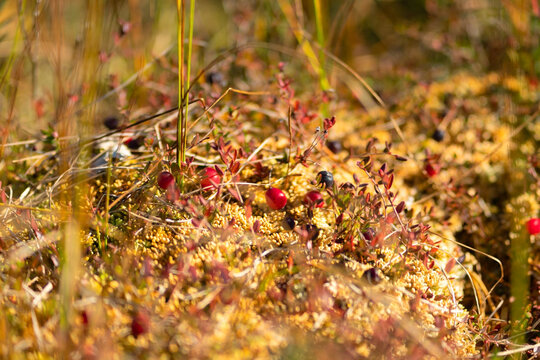 Cranberries grow wild on a bog, wild berries thriving in a natural habitat in closeup. The organic, peaceful harvest of fresh food ripens in a serene wetland amid moss on an autumn day.