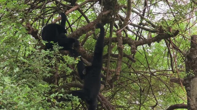Two black siamang gibbons perched on dense tree branches in their natural habitat.