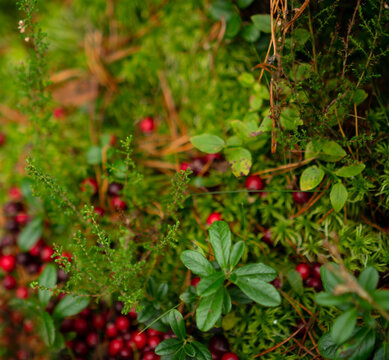 Lingonberries grow among moss and leaves on a forest floor, wild berries clustered in lowangle closeup. The natural, organic superfood offers calm foraging, a botanical detail of serene taiga.