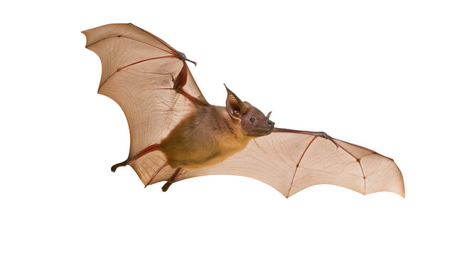Brown bat with large wings in flight, isolated on transparent background