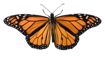 Monarch butterfly with orange wings and black veins, isolated on transparent background © Thomas