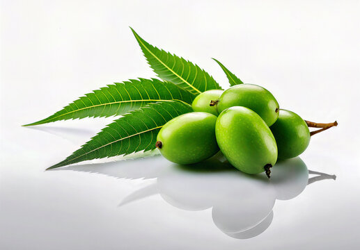 Medicinal neem leaves with fruits isolated on white glossy background	
