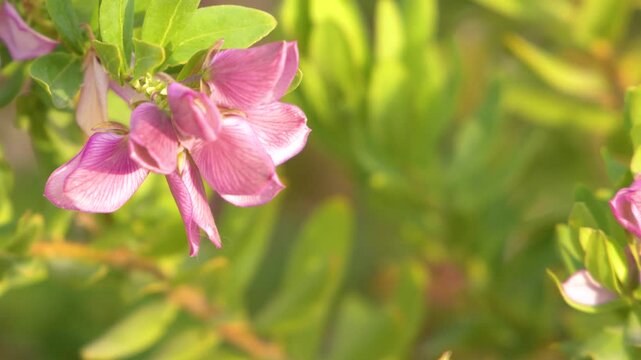 Close Up of Pink Polygala Myrtifolia Flowers in Bright Sunlight
