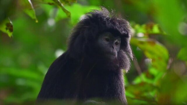 Close-up portrait of a wild Javan lutung monkey looking directly into the camera then turning its head.