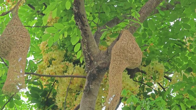 Bird nests and wasp nest on tree.