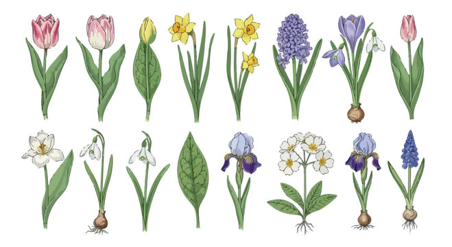 Vintage botanical spring flower collection, 16 hand drawn floral vector elements, colorful garden blossoms with tulips and daffodils for wedding stationery