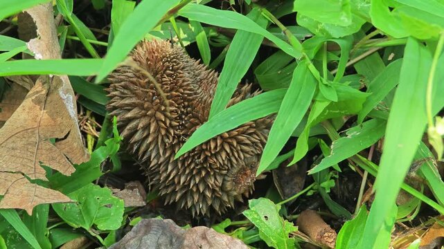Dried durian on the floor.