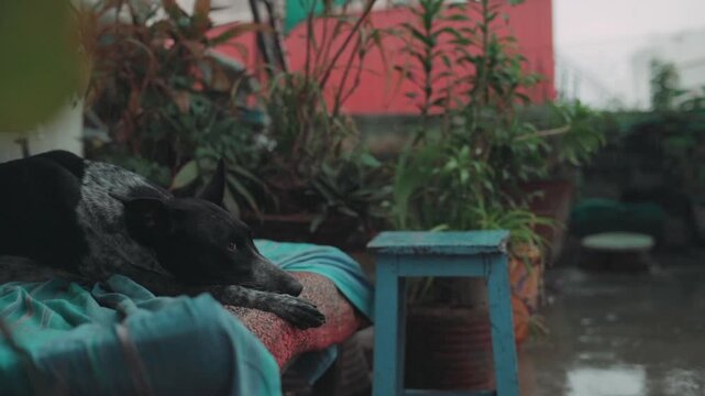 A dog watches the monsoon rain fall from a porch sofa