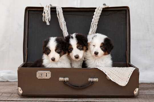 Three cute Australian Shepherd (Aussie) puppies sit inside an open vintage suitcase. Touching travel or pet adoption concept. Sweet studio portrait for commercial banners and greeting cards.
