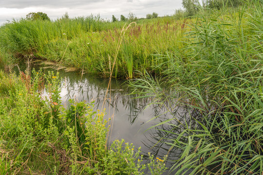 A close-up view of a Dutch polder ditch. In the foreground, common fleabane plants are growing and blooming, and further along, a lot of reeds can be seen. It is a cloudy and windless day in the summe