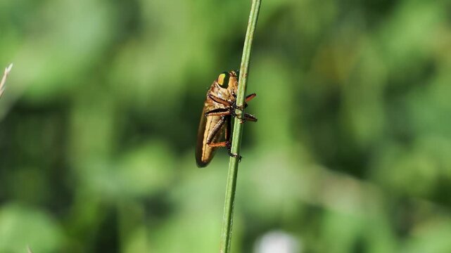 野原の植物に掴まるアオメアブ