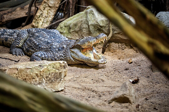 W&uuml;stenkrokodil ( Crocodylus suchus ).