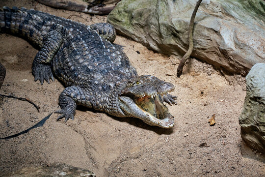 W&uuml;stenkrokodil ( Crocodylus suchus ).
