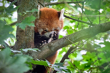 Fototapeta premium Kleiner Panda ( Ailurus fulgens ).