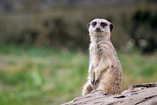 Erdm&auml;nnchen ( Suricata suricatta ).