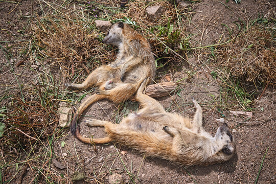 Erdm&auml;nnchen ( Suricata suricatta ).