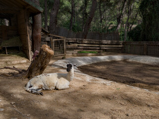 Fototapeta premium Adorable llama standing on a rural farm