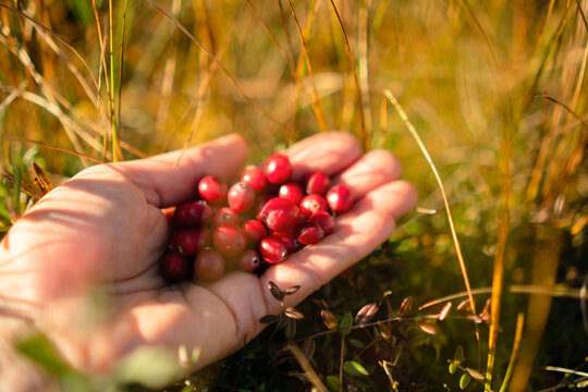 A hand holds a small cluster of wild cranberries in closeup, foraging in a forest. The natural, peaceful harvest of fresh berries offers satisfying food from an autumn bog in grassy outdoor nature.