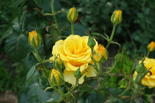 One amber yellow flower of Kerio rose in June
