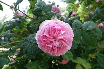 Fototapeta premium Tea rose with light pink flower in May
