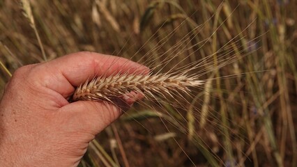 Męska dłoń delikatnie trzymająca dojrzały kłos zboża na tle złocistego pola przed zbiorami. Ciepłe, letnie ujęcie symbolizujące rolnictwo, ciężką pracę i bliskość natury. © tomo81