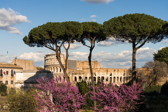 The Colosseum framed by umbrella pines and spring blossom, Rome, Italy