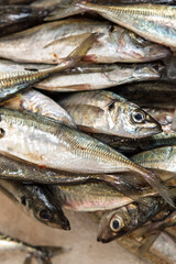 Fototapeta premium Fresh mackerel fish pile on market stall for sale