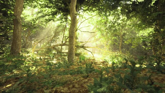 Sunlit Finnish forest clearing with sunbeams, mossy floor and fern clusters, warm golden haze filtering through birch and pine canopy, tranquil atmosphere ideal
