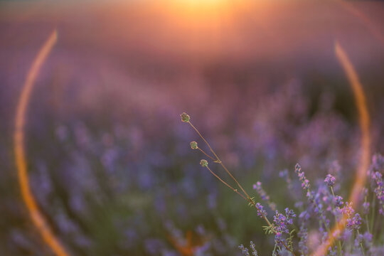 Lavender stalk stands sharply in focus against a blurred field during a warm sunset glow