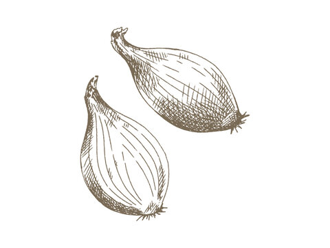 Hand Drawn Shallot Illustration, Vintage Engraving Style Set of Two