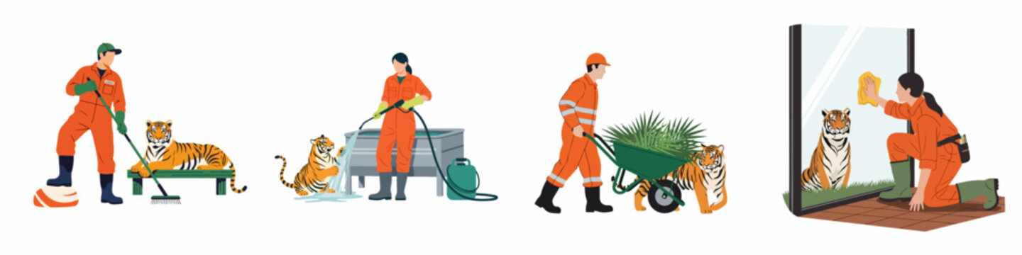 Set of professional zookeepers in orange uniforms performing daily maintenance and care tasks in a tiger enclosure.