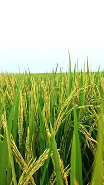 Rice field, Green leaves of rice nature background. Floating on air