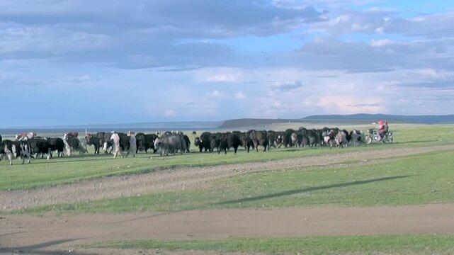 A majestic yak herd ambles across the expansive green plains near Lake Khuvsgul, Mongolia. A herder on a motorcycle expertly guides the magnificent animals under a dramatic sky.