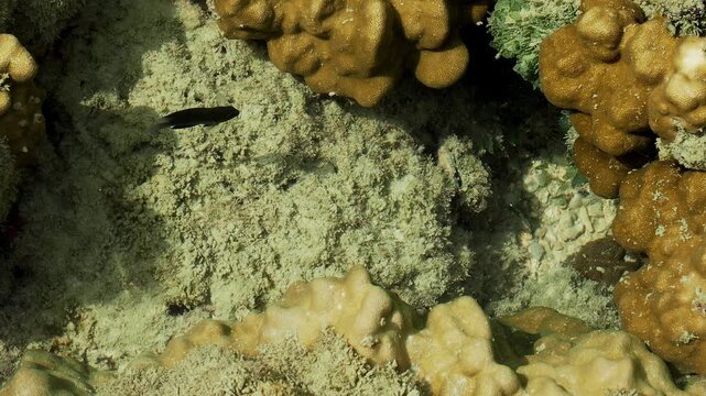 Territorial Damselfish Defending Rocky Coral Territory in Shallow Water