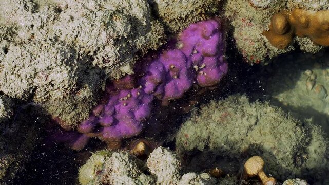 Purple Encrusting Sponge Growing Beneath Coral Ledge